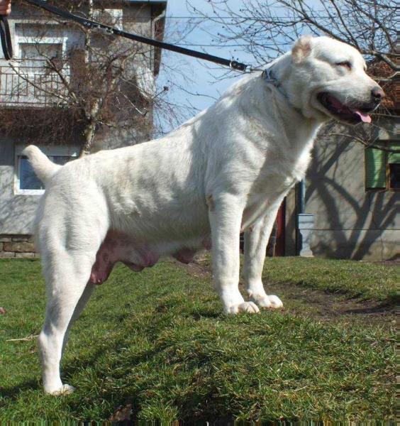 B-ASIA | Central Asian Shepherd Dog 