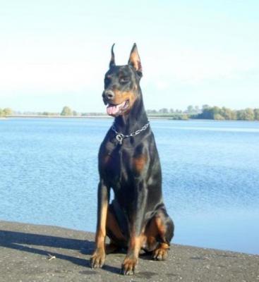 Willson di Altobello | Black Doberman Pinscher