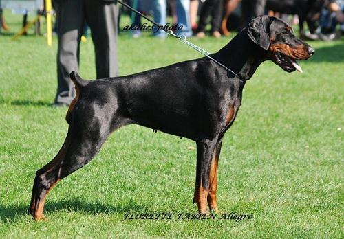 Fabienne Florette Allegro | Black Doberman Pinscher