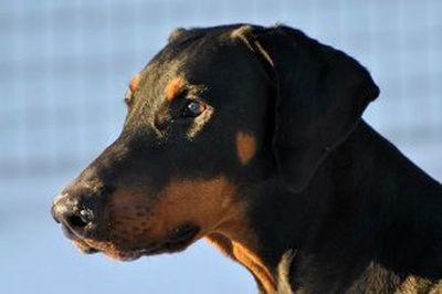 Briska's Elianto | Black Doberman Pinscher
