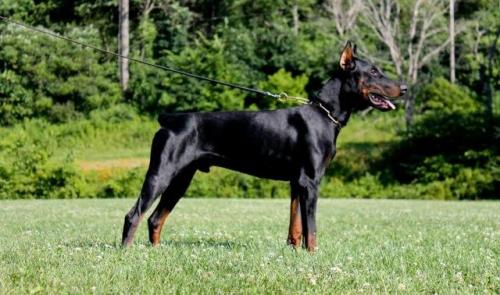 Ferro v. Bergkonig | Black Doberman Pinscher