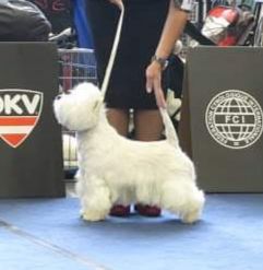 Corida Blanca Rokoko | West Highland White Terrier 