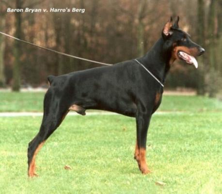 Baron Bryan v. Harro's Berg | Black Doberman Pinscher