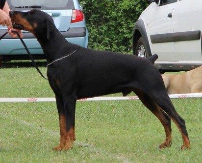 Donnehaus Habana | Black Doberman Pinscher