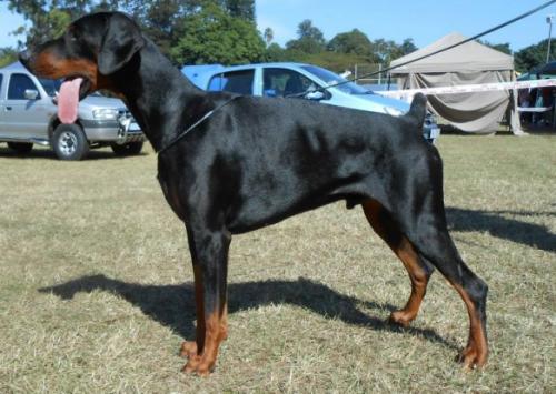 Donnehaus H'Bun | Black Doberman Pinscher