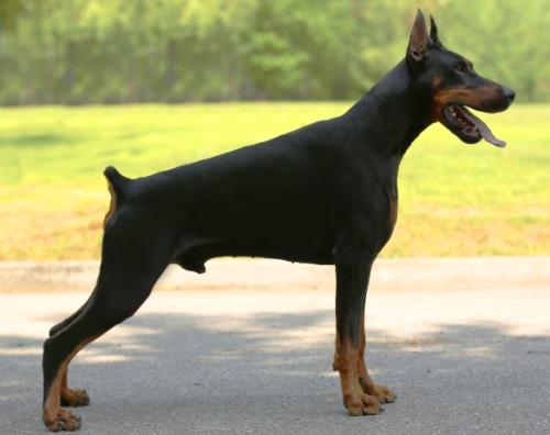 Oro Nero z Tomky | Black Doberman Pinscher