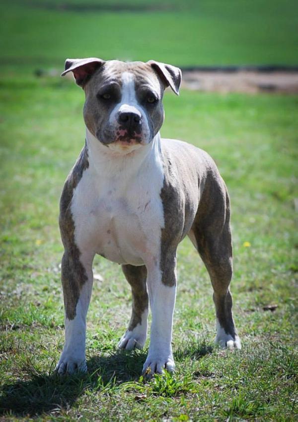 Rufdiamonz Californian Pinup | American Staffordshire Terrier 