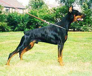 Zvotek Zephanja v. Diaspora | Black Doberman Pinscher