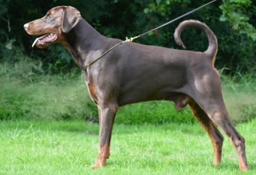 Hertog Rhules v. Thekeda | Brown Doberman Pinscher