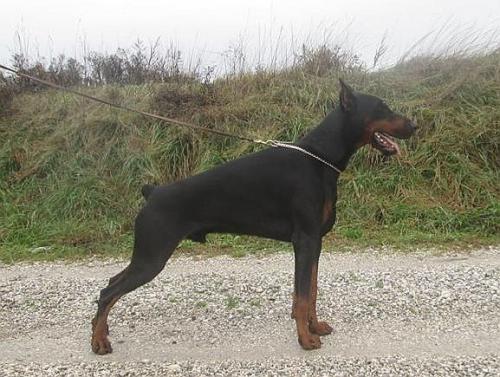 Solero v. Neblig Feld | Black Doberman Pinscher