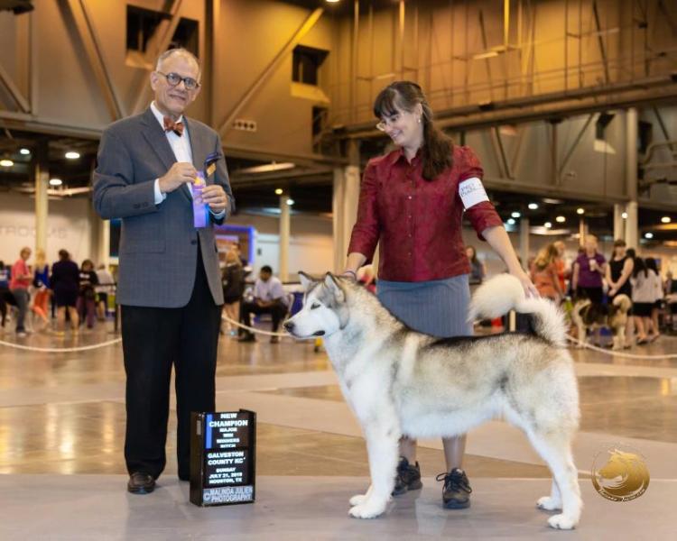 Ghostdancer's Enduring Freedom | Alaskan Malamute 