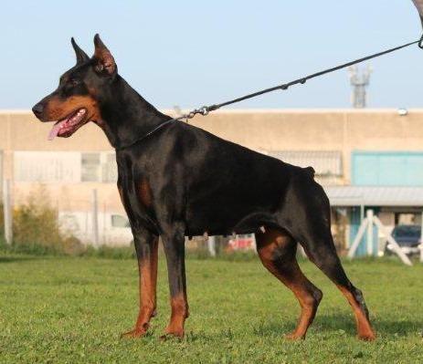 LheaLumen dei Monti Cimini | Black Doberman Pinscher