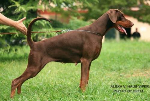 Alexa v. Haus Viper | Brown Doberman Pinscher