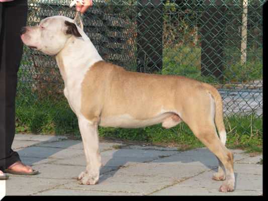 Scott's Benny Da Dutch Bull | American Staffordshire Terrier 