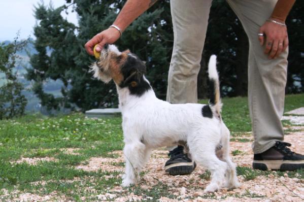 Pricewey Billy flin/ JR Rags Puma | Jack Russell Terrier 