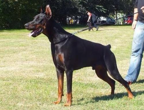 Qujon v. Hunnoterra | Black Doberman Pinscher