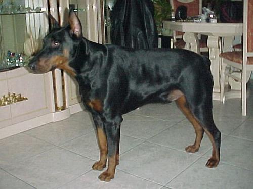 Boy (NHSB 2081061) | Black Doberman Pinscher