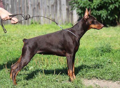 Smart Wood Hills Victoria | Brown Doberman Pinscher