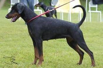 C'Victoria Donsa from Fourteenth Meridian | Black Doberman Pinscher