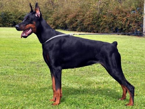 Inborn Fortuna Lorena Lazzarina | Black Doberman Pinscher