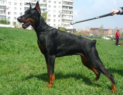 Don Kagjust Brigantina | Black Doberman Pinscher