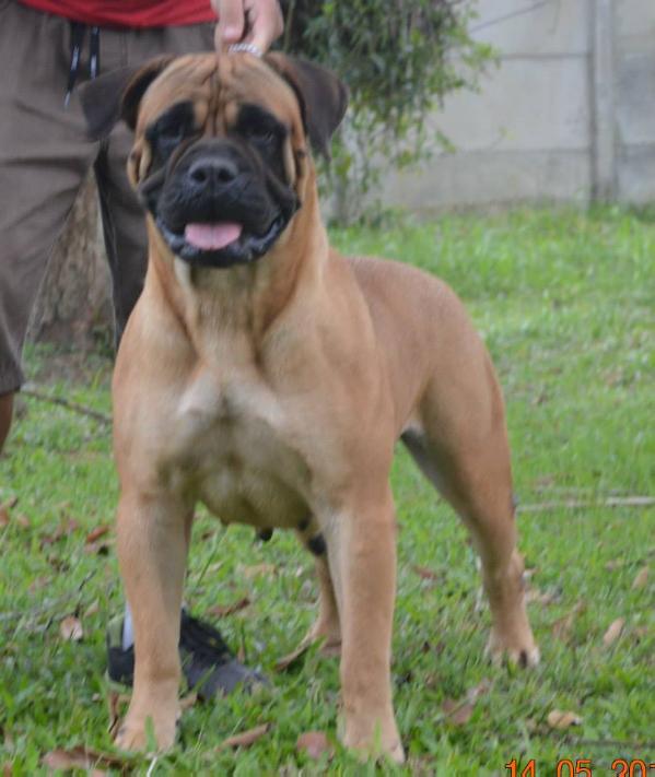 Carena DEL GORG NEGRE | Bullmastiff 