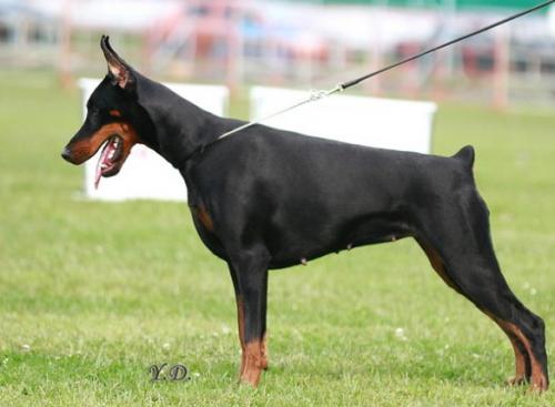 Ermila iz Kniazhestva Polotskogo | Black Doberman Pinscher