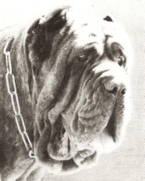 Sansone II di Ponzano | Neapolitan Mastiff 