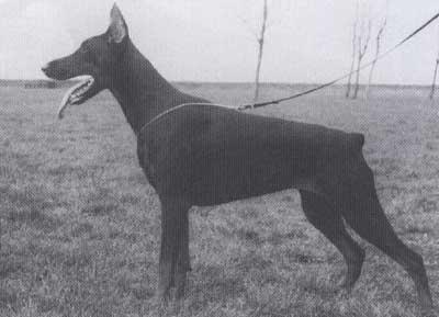 Haggai Hasjana v. Diaspora | Black Doberman Pinscher