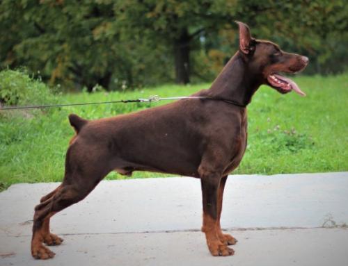 Zlatozar iz Kniazhestva Polotskogo | Brown Doberman Pinscher