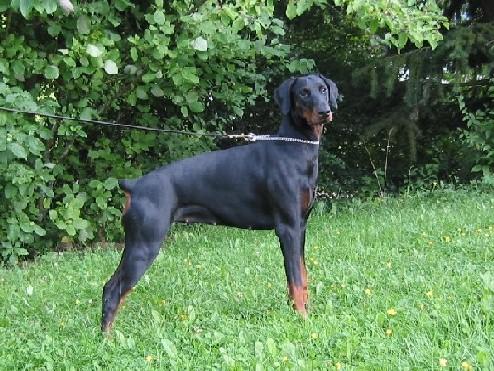 Djedda Delilah Se Distinguer | Black Doberman Pinscher