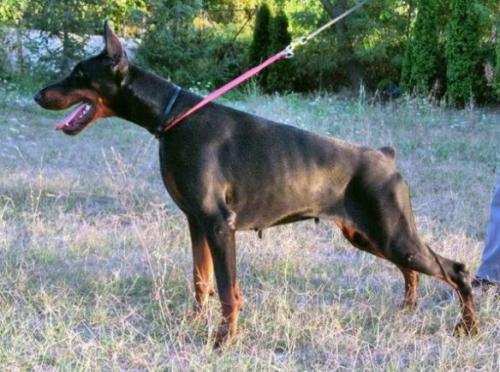 Get Ready For Bona Beata | Black Doberman Pinscher