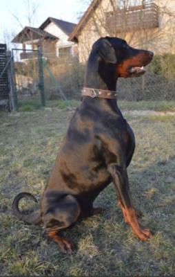 Desperado di Esposito | Black Doberman Pinscher