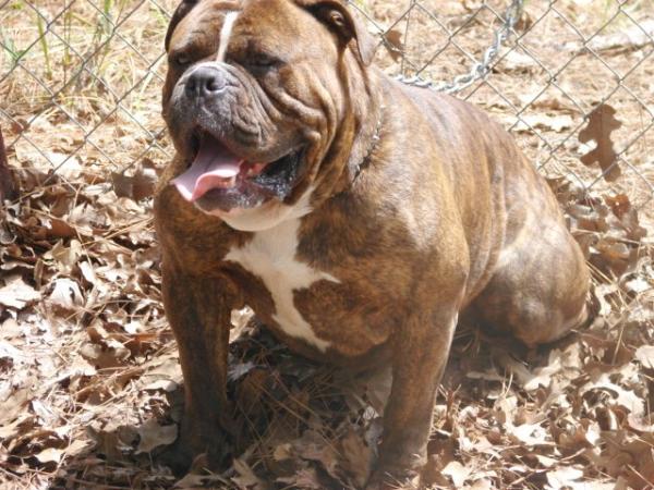 Velicity's Ghengis Khan | Olde English Bulldogge 