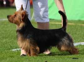 Bluepepper's Hi-Devil | Australian Terrier 