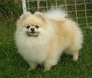 Grandenspitz Sammyella | Pomeranian 