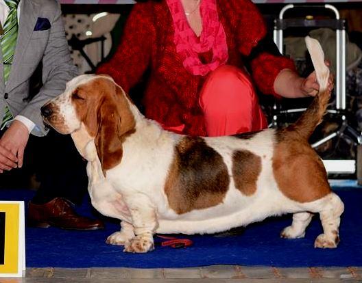 Leticie Od Berounky | Basset Hound 