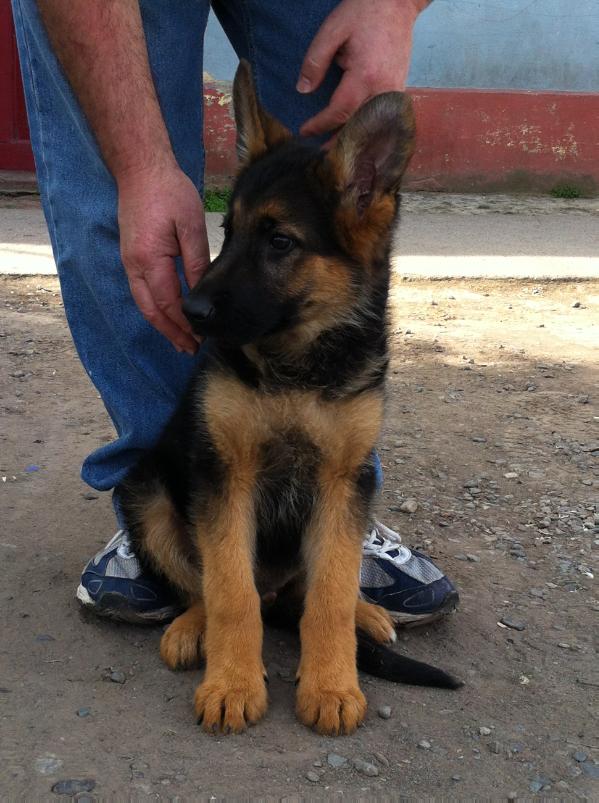 Zilcko del catricheo | German Shepherd Dog 