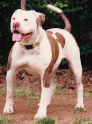 Johnson's Collette 14 | Olde English Bulldogge 