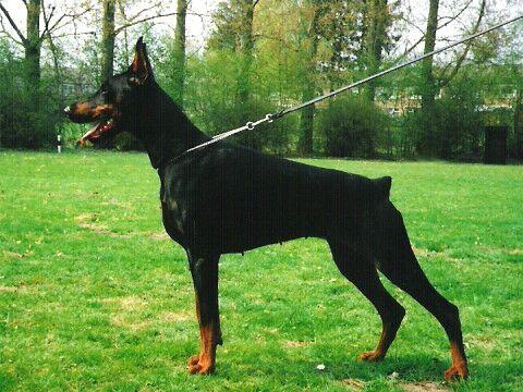 Nemesis Gadis | Black Doberman Pinscher