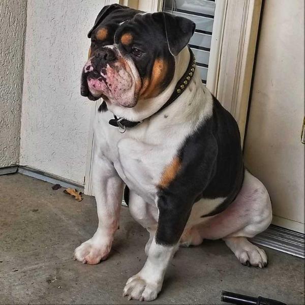 OLDE SOUTH'S LOKI | Olde English Bulldogge 