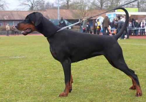 Nafta v. Frieslands Glorie | Black Doberman Pinscher