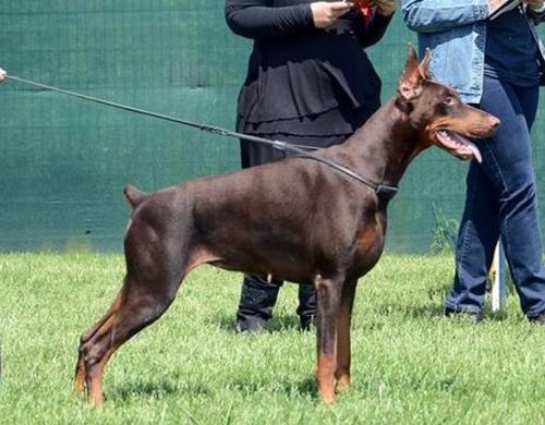 Khaleesi of Hoffman House | Brown Doberman Pinscher