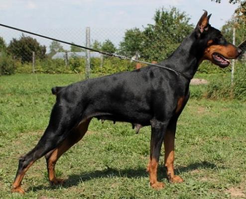 Bagira Vital Screen | Black Doberman Pinscher