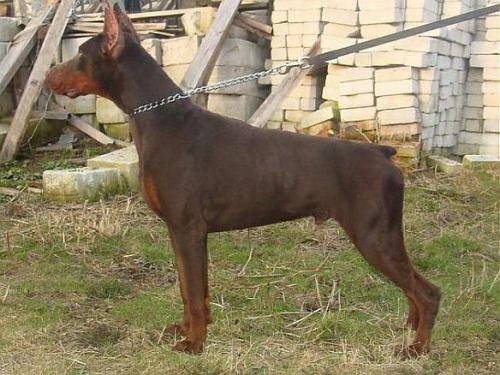 Nevskiy Tserber Urfin Dzhus | Brown Doberman Pinscher