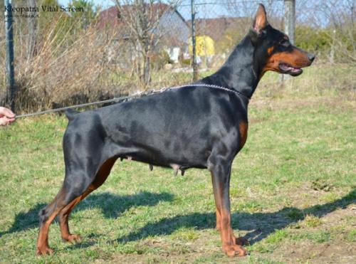 Kleopatra Vital Screen | Black Doberman Pinscher