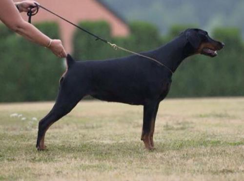 Jeneva Wot a Thriller | Black Doberman Pinscher