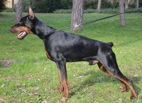 Dobergaarden Forever Sauron | Black Doberman Pinscher