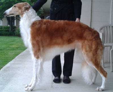 Dechenonceau Belizna Zarita | Borzoi 