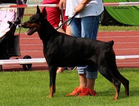 Prima Donna Miratio | Black Doberman Pinscher